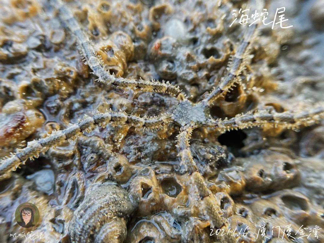 鼓浪屿赶海抓虫,鼓浪屿赶海佛手螺