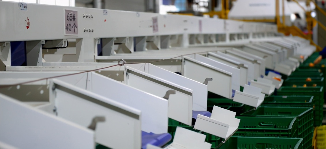 四会哪里有沙糖桔种植基地,四会桔子小镇沙糖桔