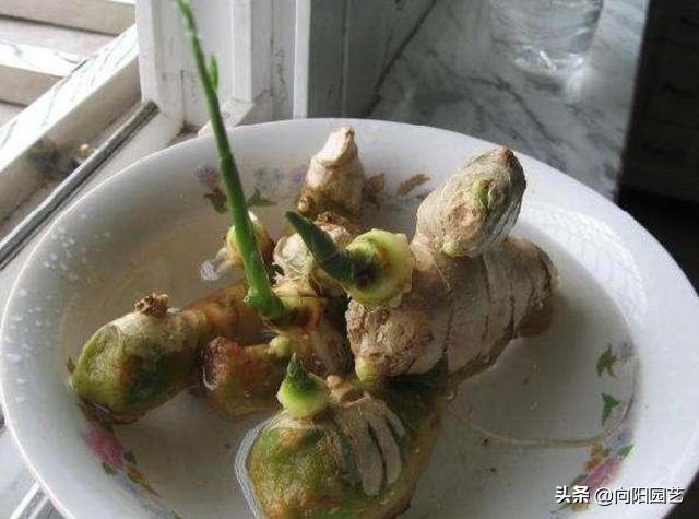 家里沙土种生姜如何施肥,露天菜园种生姜怎样遮阳