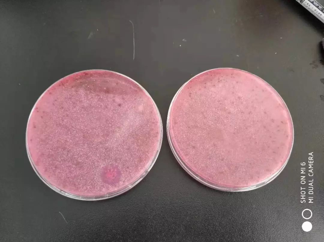 天天用的菜板，竟然有35万霉菌