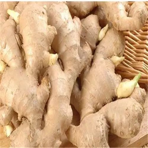 种姜怎么种产量更高,春耕进行时农村种姜