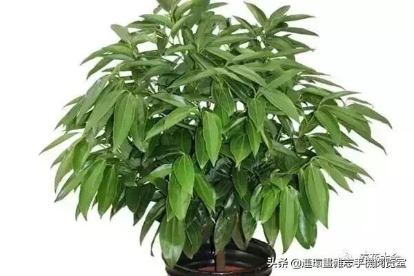 100种常见花卉植物图谱,100种花卉素描图谱