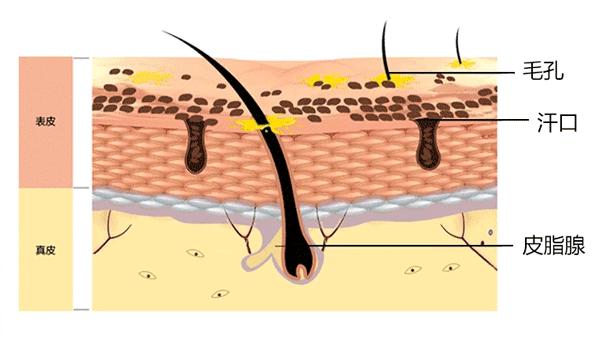 细致毛孔光滑肌肤,真正精致的女人都很高级