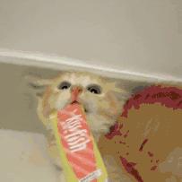 三编,三编是什么