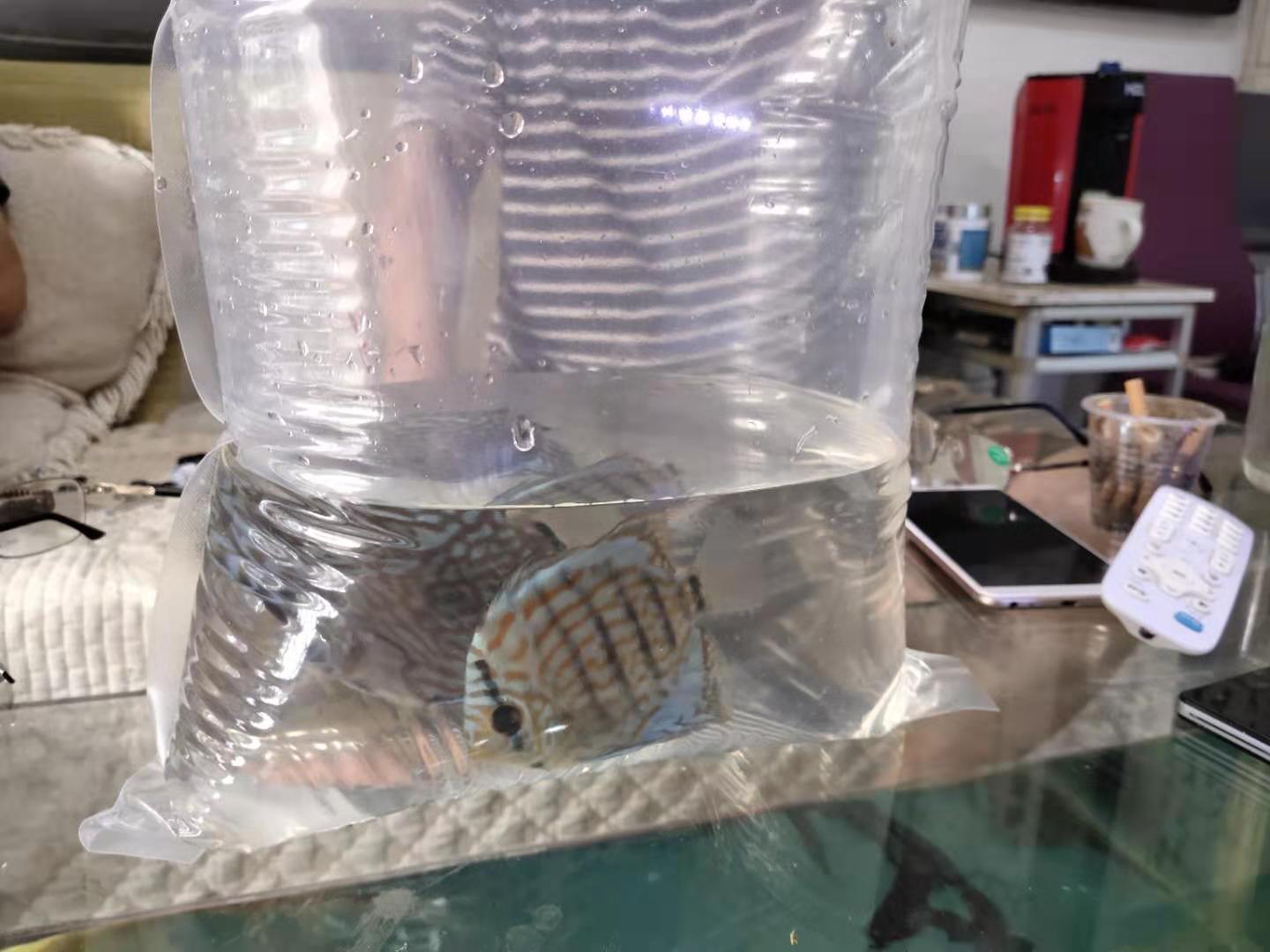 观赏鱼运输过程中有没有放什么药,观赏鱼运输一个小时可以吗