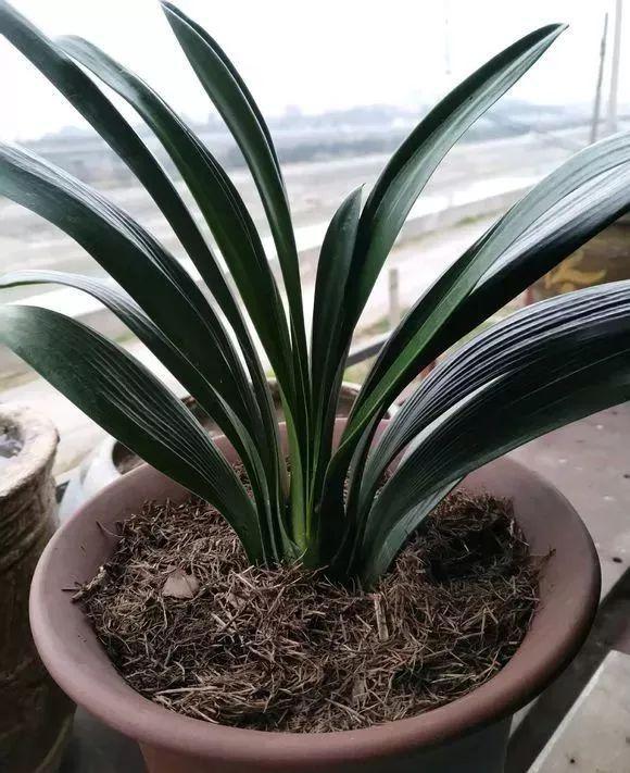 君子兰换盆后多久恢复生长,君子兰如何摆放能使叶片整齐生长