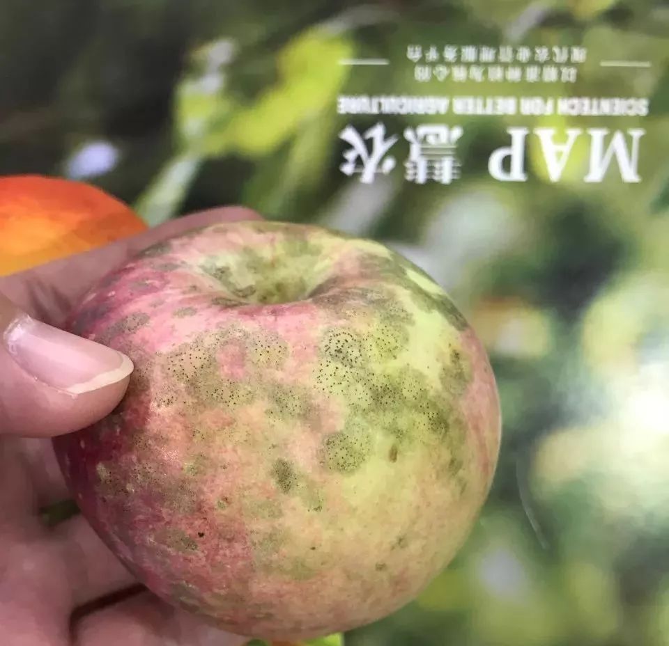 吃苹果不小心吞了虫子有什么后果,吃苹果咬到多少条虫最可怕