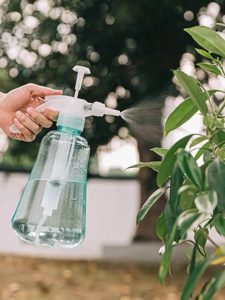 冬天屋内适合什么绿植加湿,冬天室内干燥怎么加湿植物