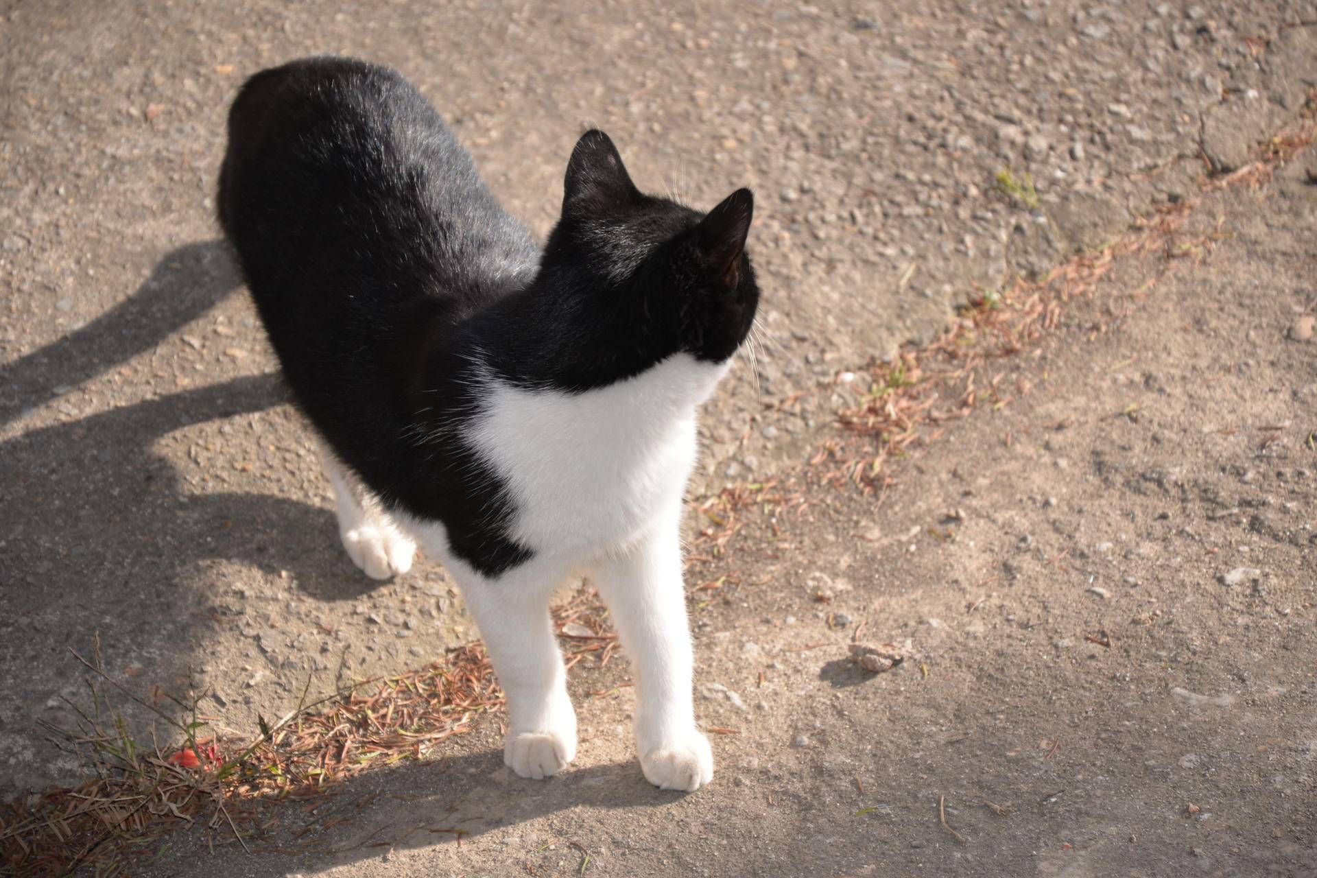 尼康d610值得入手吗,尼康d610好还是d600好