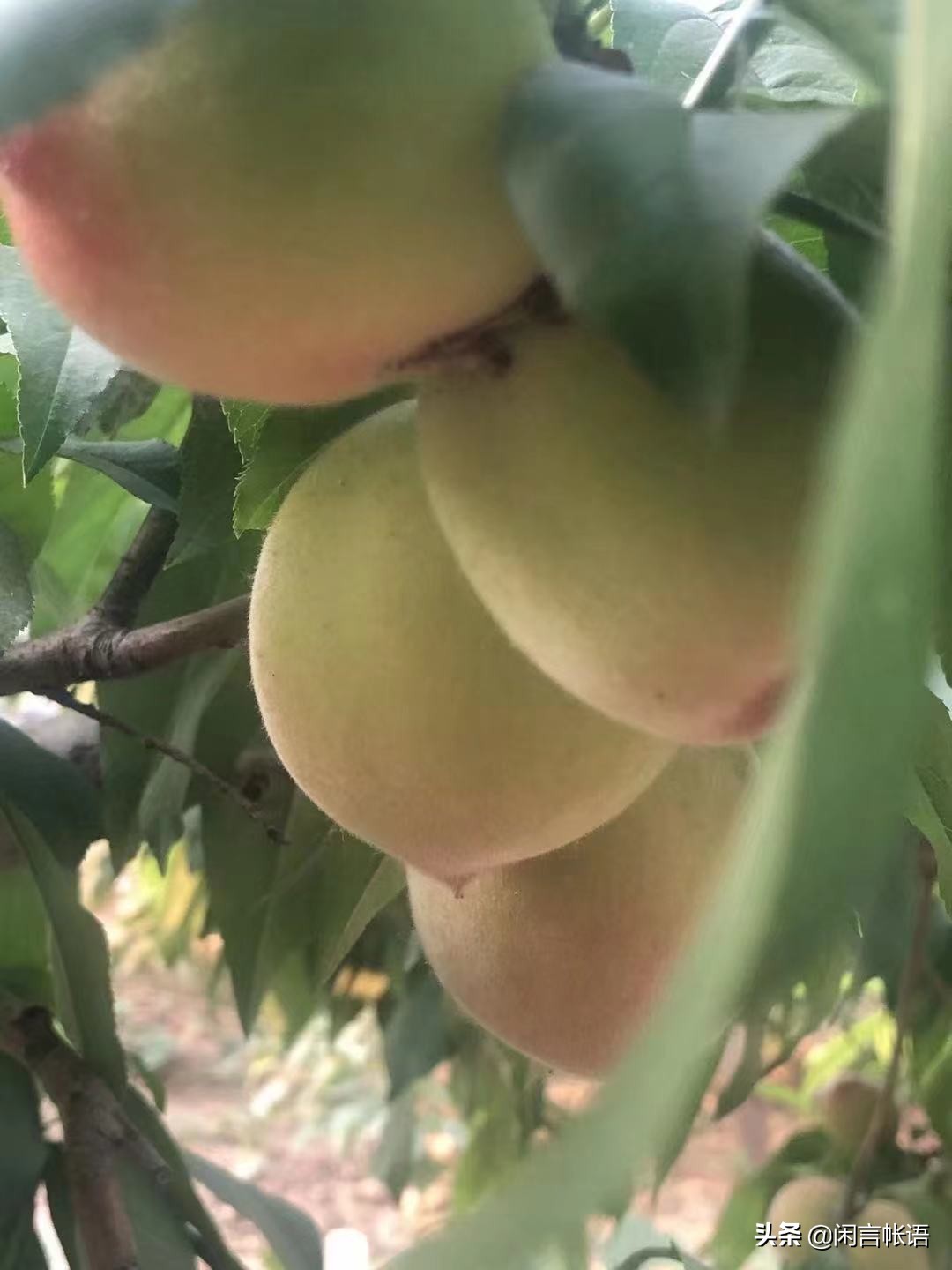 张居正和李太后的奸情