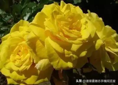 各种花的花语文案,花的花语100种