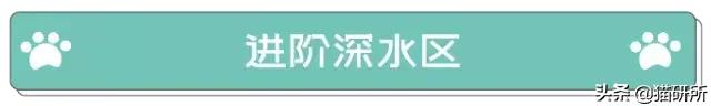 猫白血病病毒（FeLV）感染≠猫白血病≠安乐死