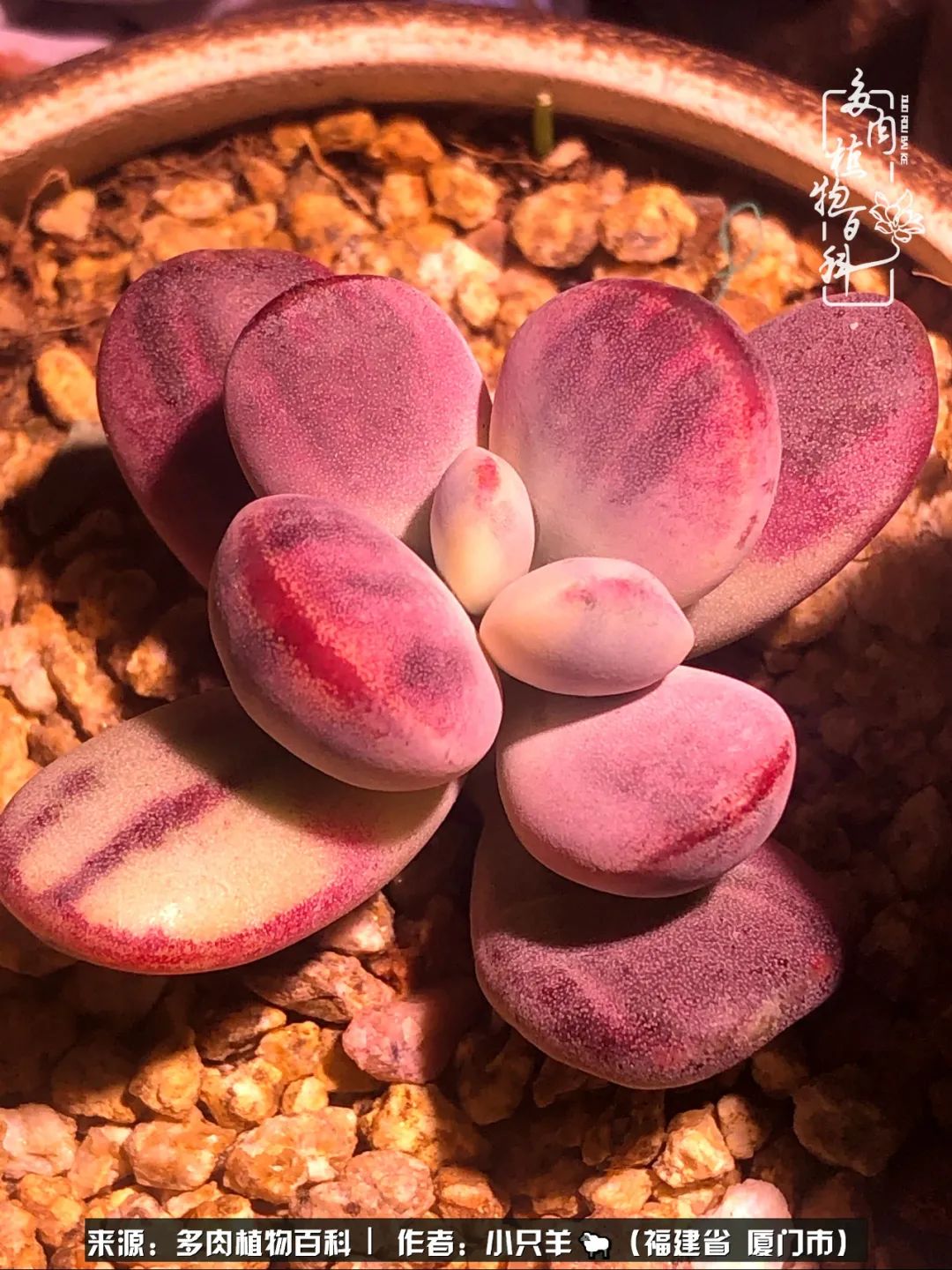 多肉像葡萄一样,多肉像铃兰一样