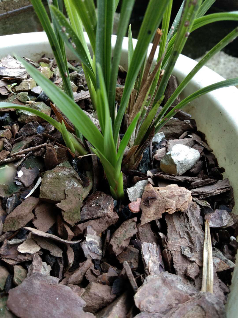 春兰素种,春兰素心哪个最值得养