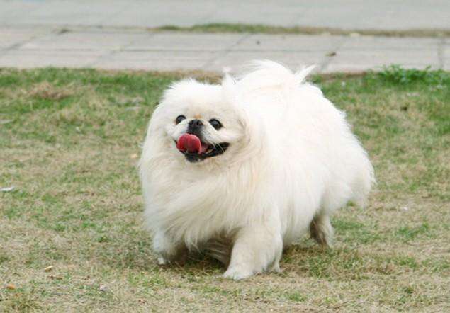 宠物狗品种大全热门宠物排行,常见的小型宠物狗品种及图片大全