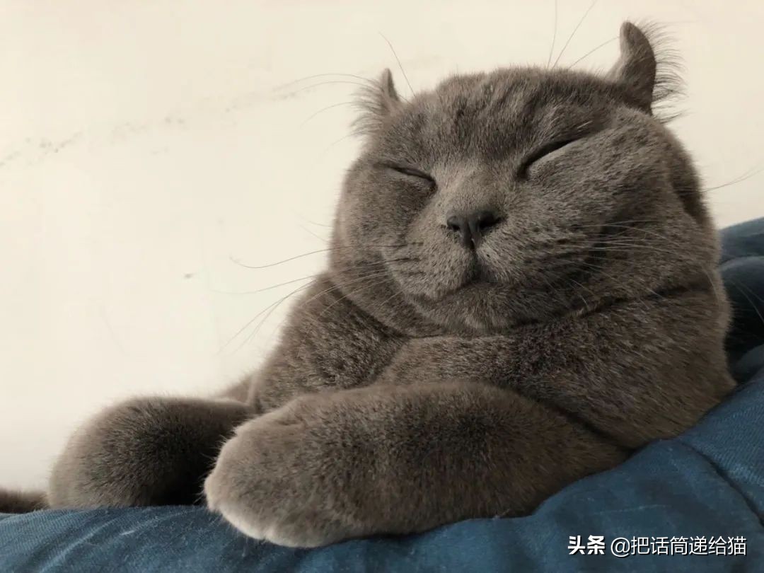 兔耳朵猫：我那么努力，就是为了能跟你永远在一起