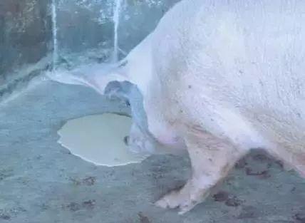 猪呕吐是怎么回事用什么药治疗,猪呕吐是怎么回事啊