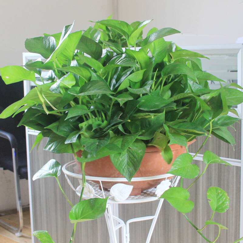 啤酒养花能不能改善土壤,啤酒养花要经过稀释后才能浇花