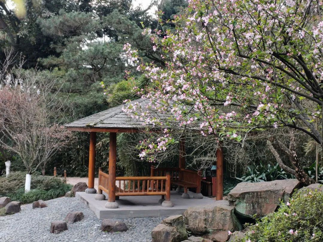 重庆北碚清明节踏青好去处,重庆巴南踏青一日游最佳攻略