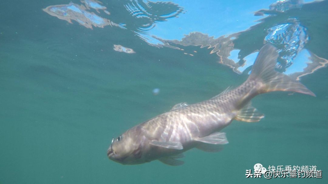 还有哪些逆天钓鱼技巧,逆天钓鱼技巧狠狠戳中钓友痛点