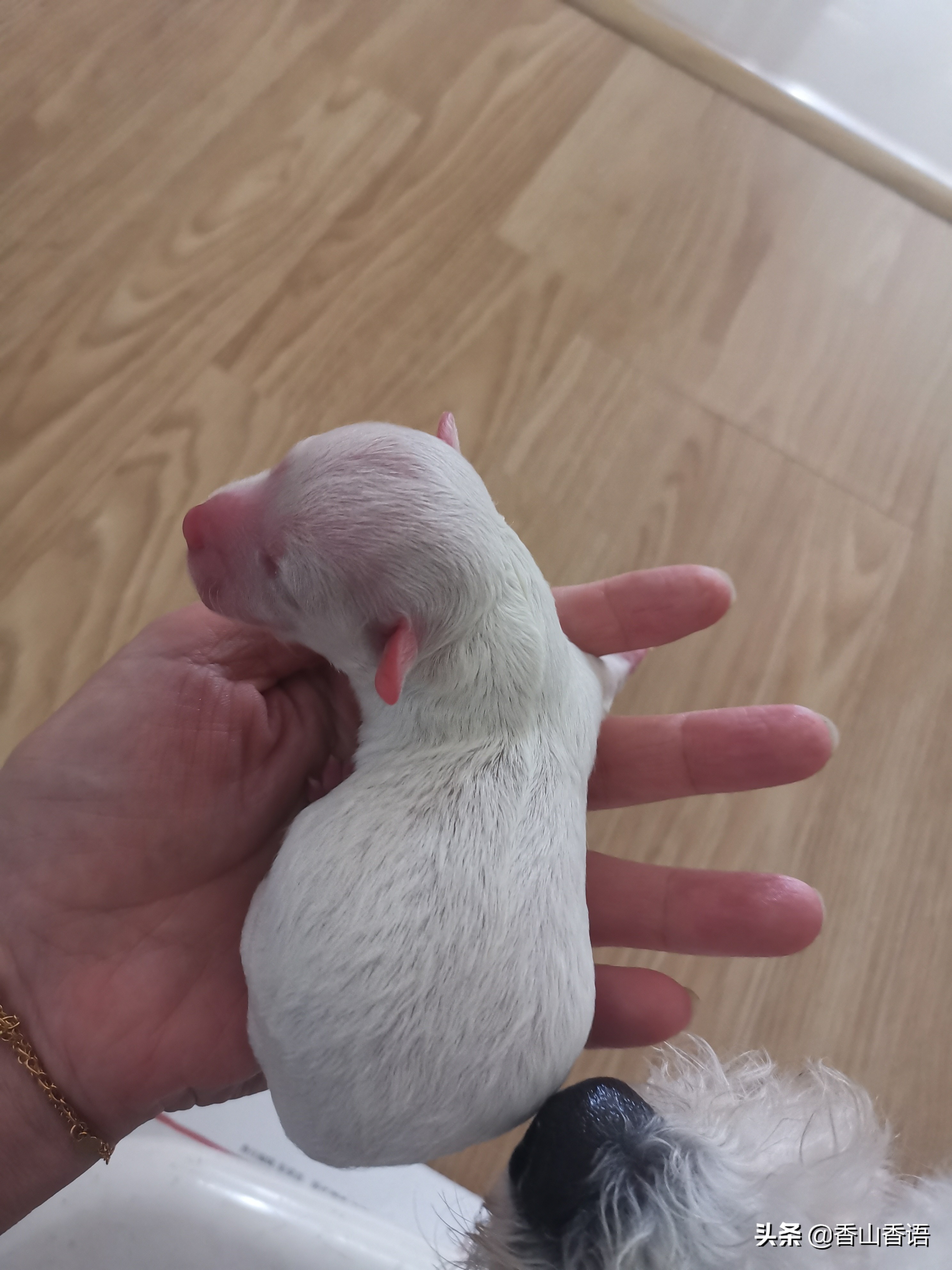 刚出生的小狗护理日记,新生小狗护理注意事项