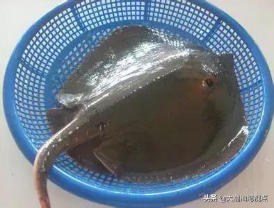 作为潮汕人，这89种海鲜你都能对上号吗