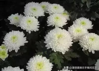 各种花的花语文案,花的花语100种