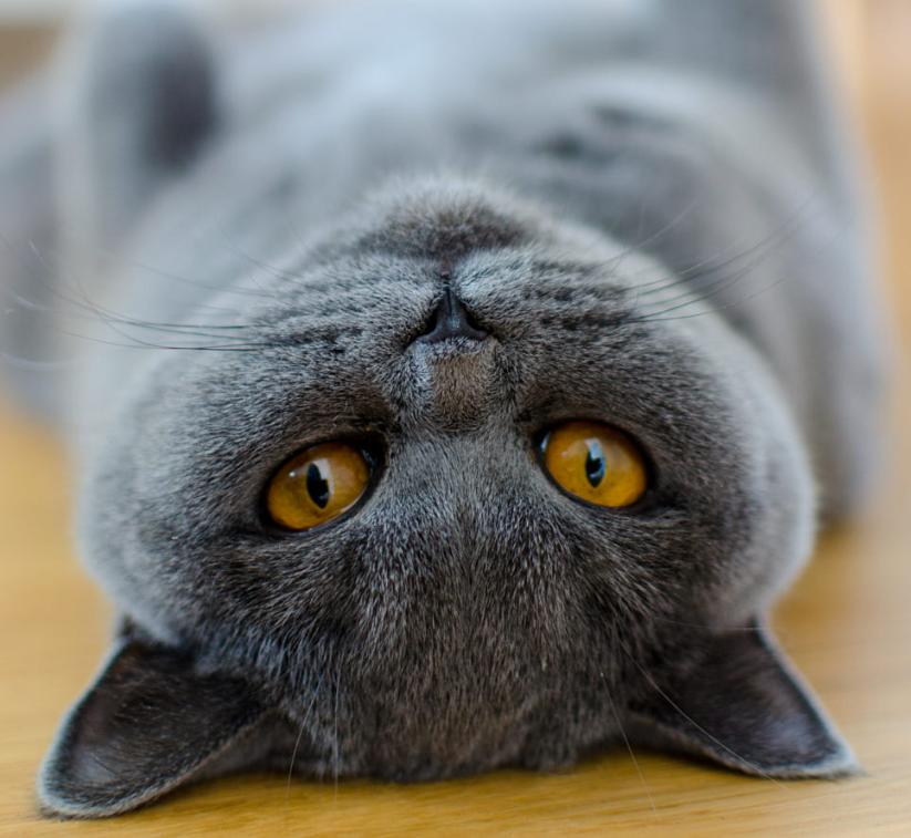 年收入5000万养猫,多少月薪才能养宠物