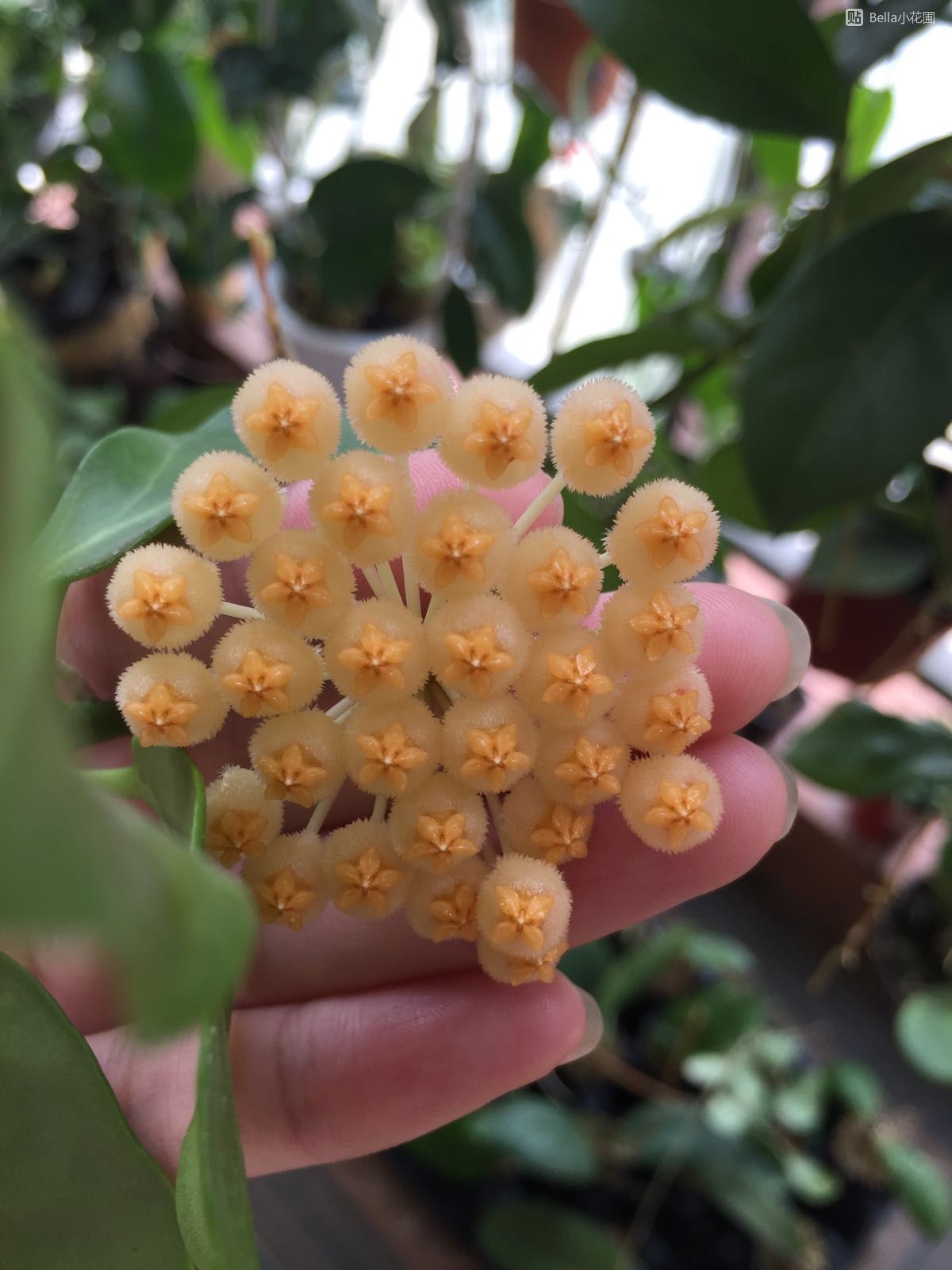 室内养花，养棵“苏奈”球兰吧，皮实好养，开花勤奋，花香飘满屋