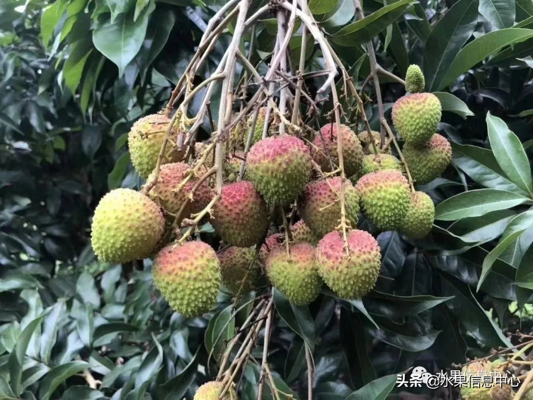 海南水果都有哪些品种图片及名称,海南水果上市时间表赶快收藏吧