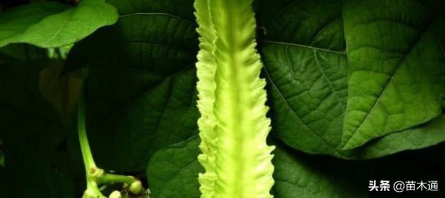 这种植物人称“绿色黄金”，不仅能长寿，还能治病！！！