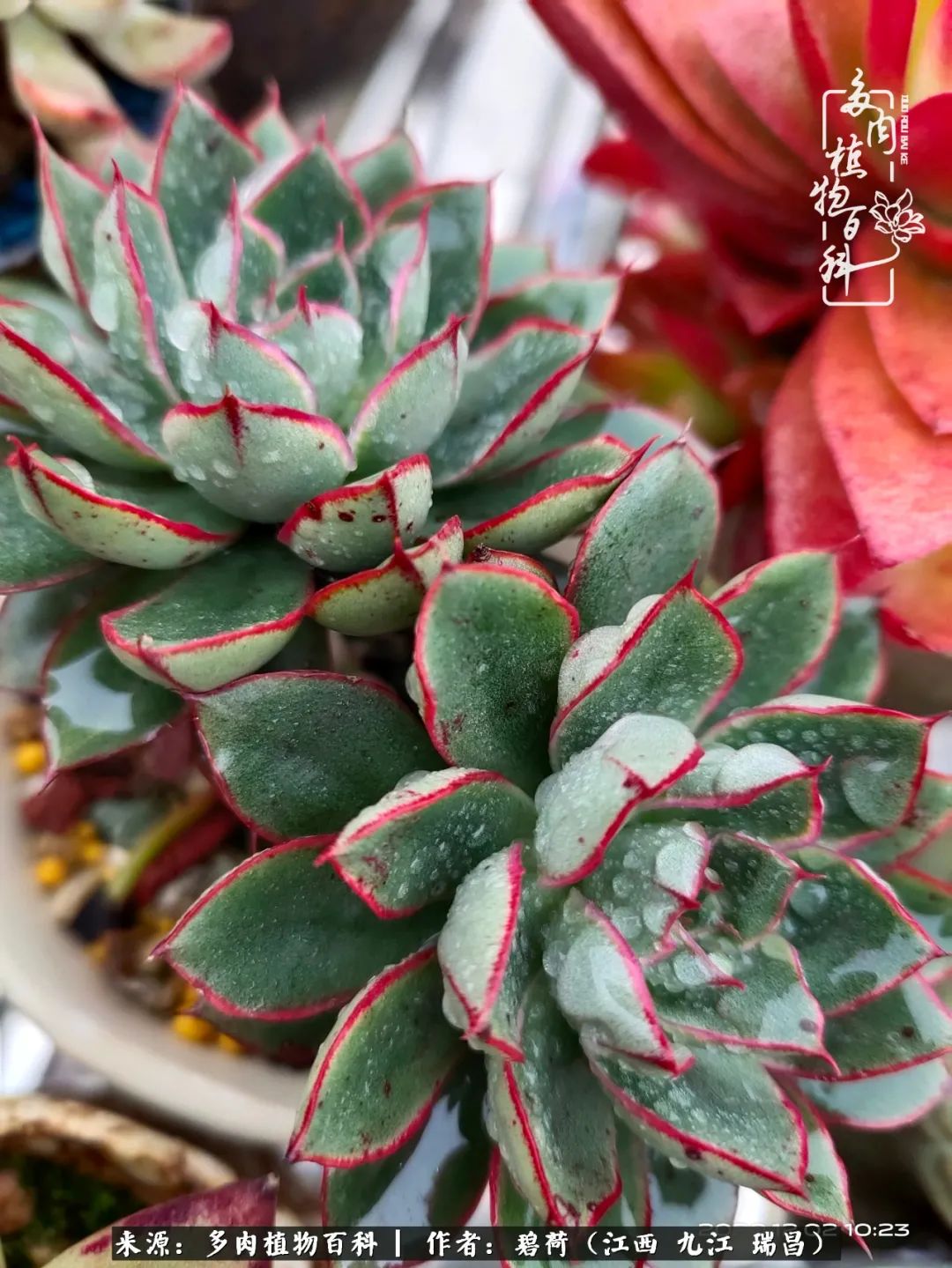 养了五年的多肉看到岁月的痕迹,经过一年春夏秋冬的轮回