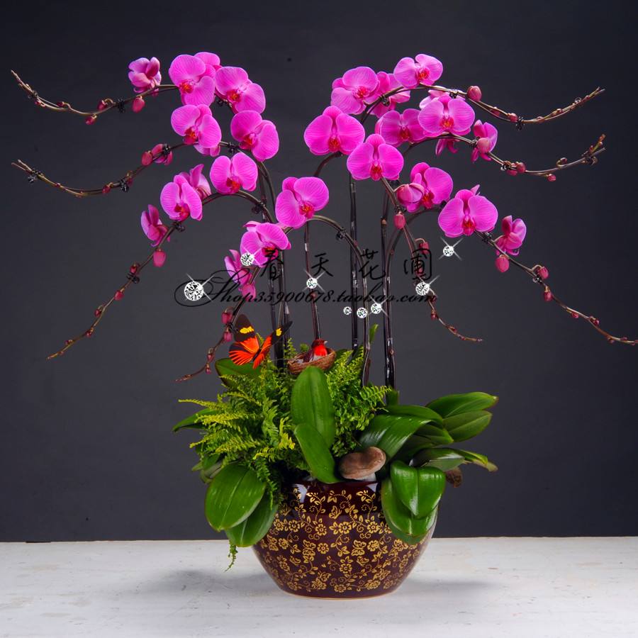 蝴蝶兰的养护方法视频教程,蝴蝶兰的养护方法新手入门