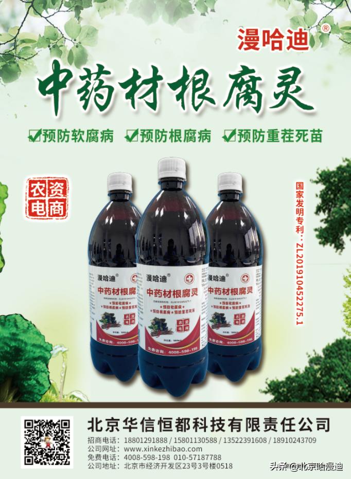 三七等中草药根腐病的病害症状及防治措施