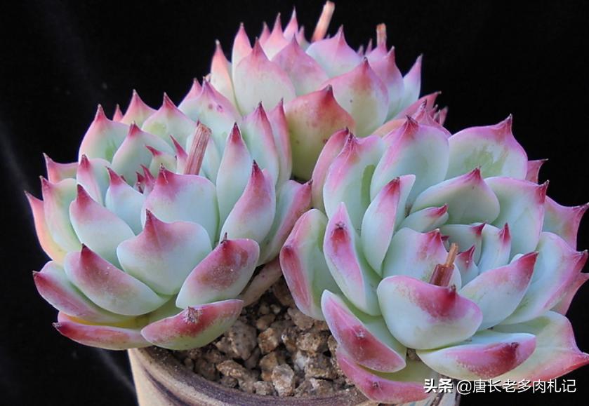 多肉卡罗拉,多肉卡罗拉是什么品种