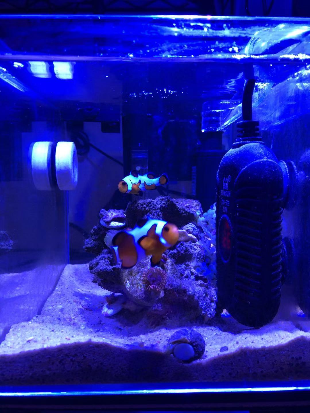 怎么养小丑鱼简单,怎么养出好小丑鱼