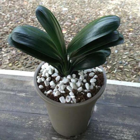 君子兰快开花时应该注意什么,君子兰不开花怎么办才能让它开花