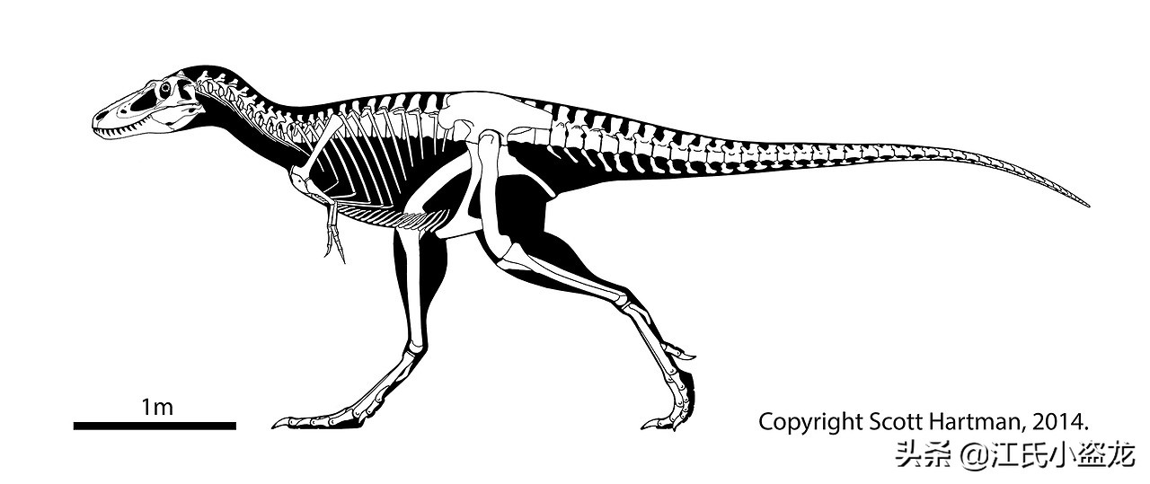 霸王龙的一生,霸王龙最关键的两个阶段