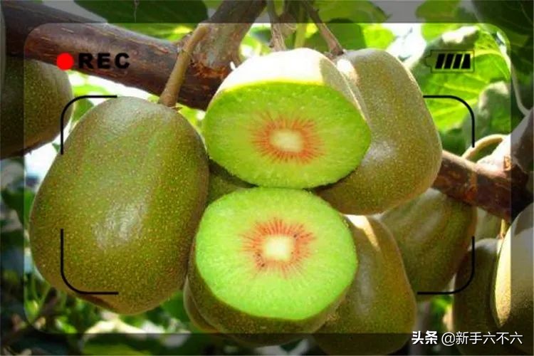 农村最赚钱的种植创业项目有哪些,当下如何在农村创业赚钱致富