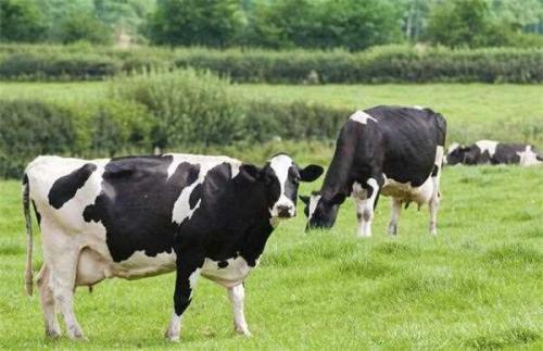 澳洲奶粉为什么都是乳固体,澳洲奶粉凹罐