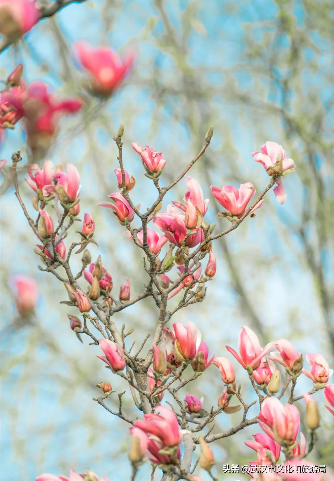 花young官方购票,花young套餐29元103g联通