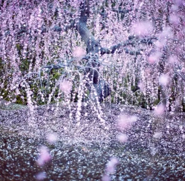 北海道赏樱住宿,北海道赏樱手册