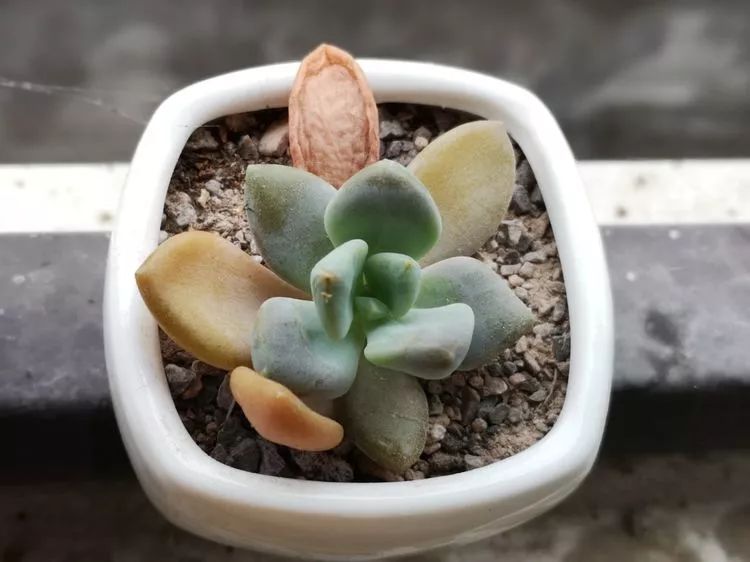 多肉一个月对比照,多肉30天前后对比图