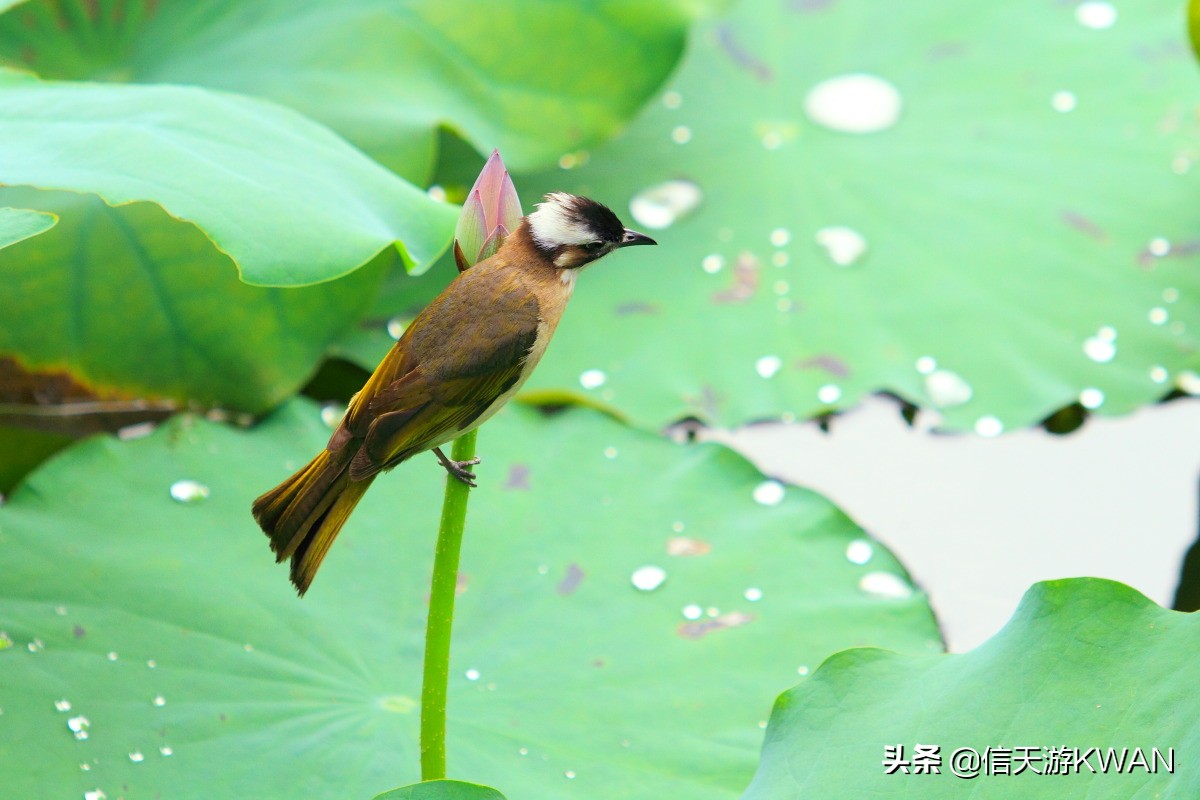 澶忚嚦宸茶嚦鑽疯姳鏅偣 (澶忚嚦宸茶嚦閭ｅ氨蹇樺嵈鐐庣儹鍘昏祻鑺卞惂)