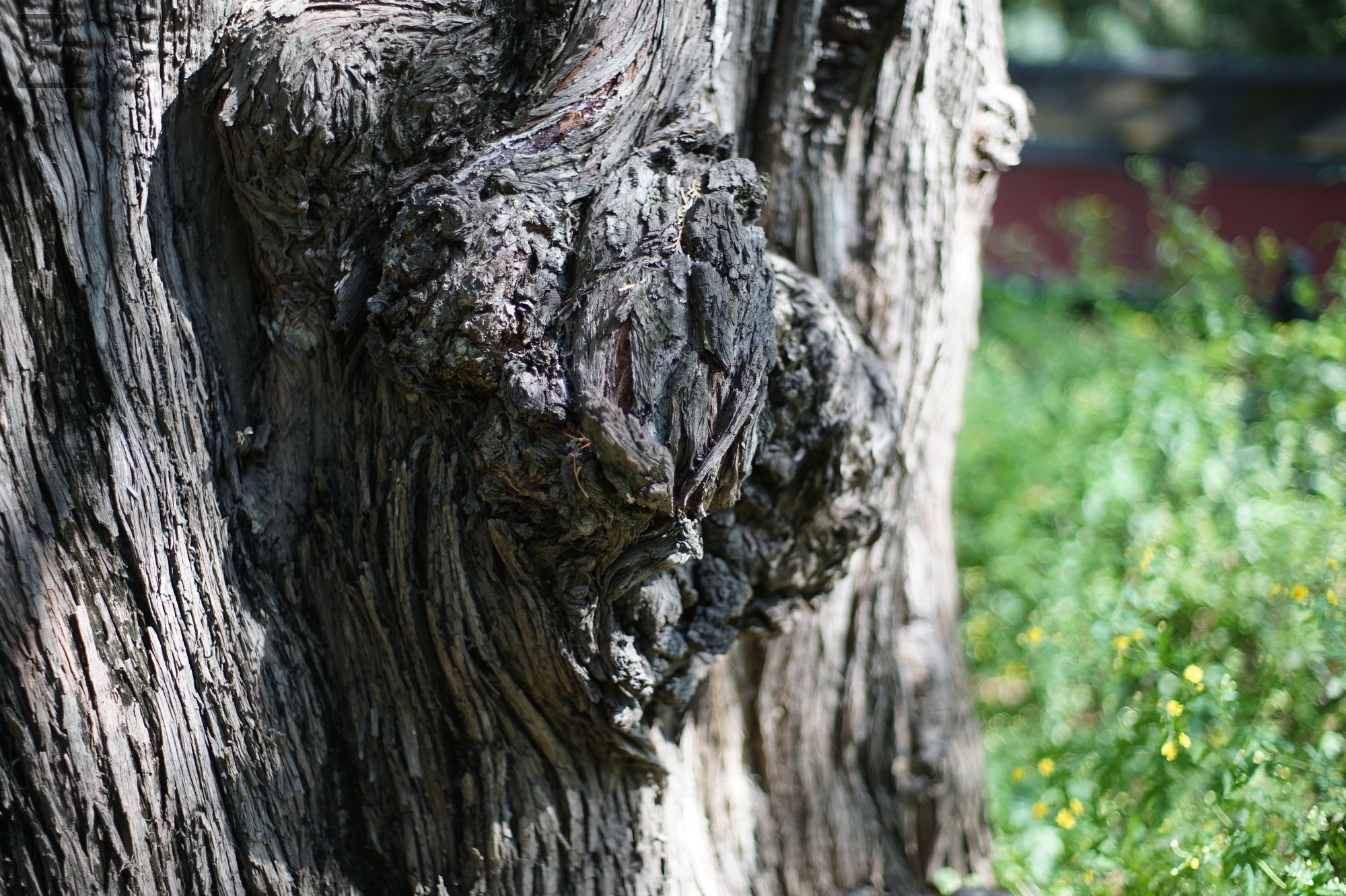 宾得老镜头k系列,老北京镜头