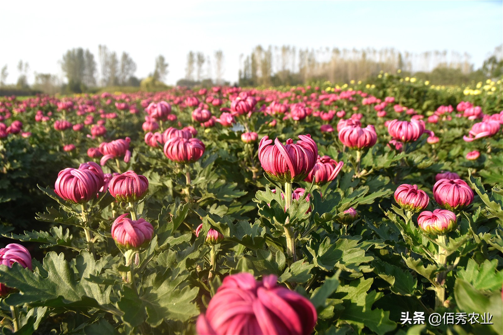 金秋十月菊花鲜,金秋十月菊花怎么样