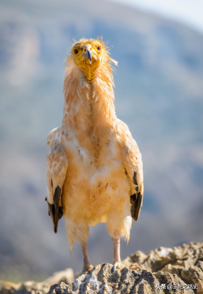 也门是如何崛起的,也门的战争是怎么样的