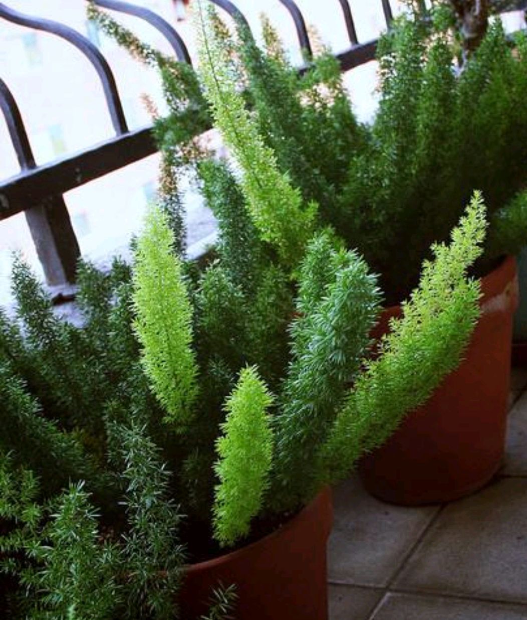 狐尾竹怎么养殖,凤尾竹怎么养能开花爆盆