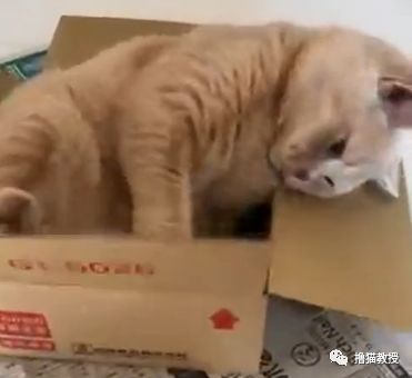 可爱小橘猫长大,小橘猫1个月很丑