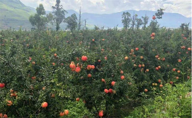 石榴树用什么土栽培好,石榴树怎么剪枝才能高产